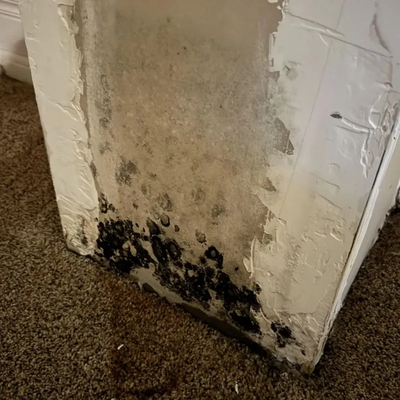 Professional Mold Removal in Rossmoyne, OH